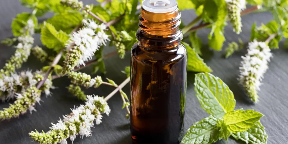 a bottle of peppermint essential oil with fresh peppermint leaves and flowers in the background