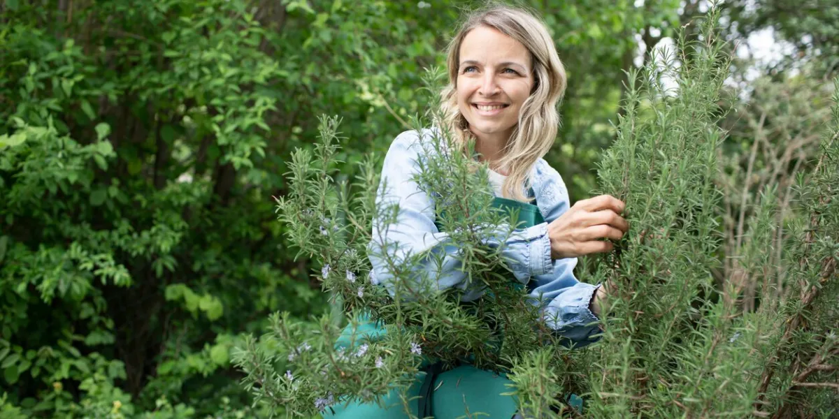 young blonde woman harvesting herbs, rosemary, mint in her garden and is happy