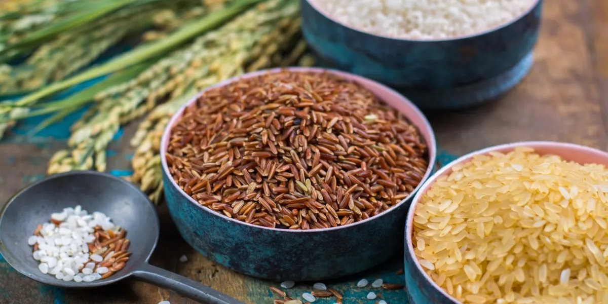 green rice ears from camargue provence, france rice fields and valiety of dried rice on wooden table