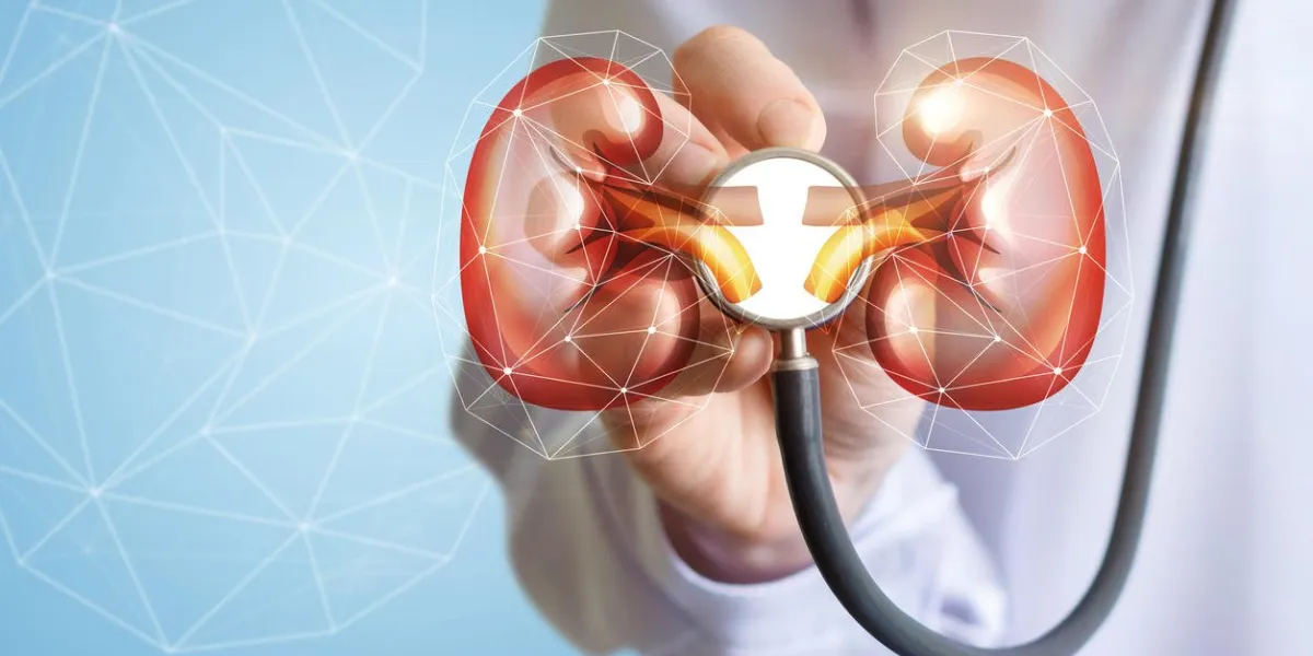 the doctor listens and checks the kidneys on a blue background