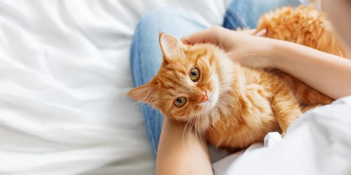 cute ginger cat lies on woman's hands the fluffy pet comfortably settled to sleep or to play cute cozy background with place for text morning bedtime at home