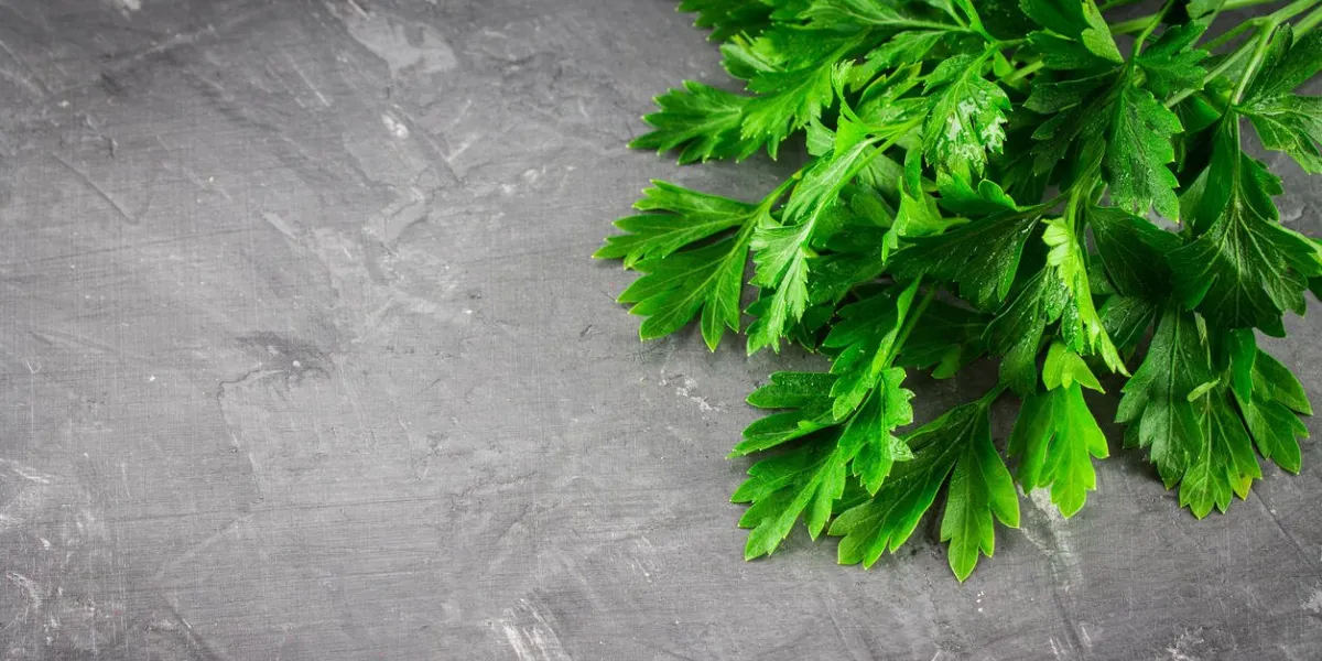 parsley on a gray background