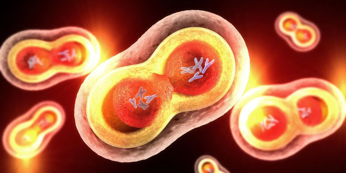 cellules transparentes avec noyau, membrane cellulaire et chromosomes visibles