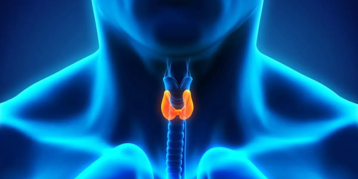 glande thyroïde humaine