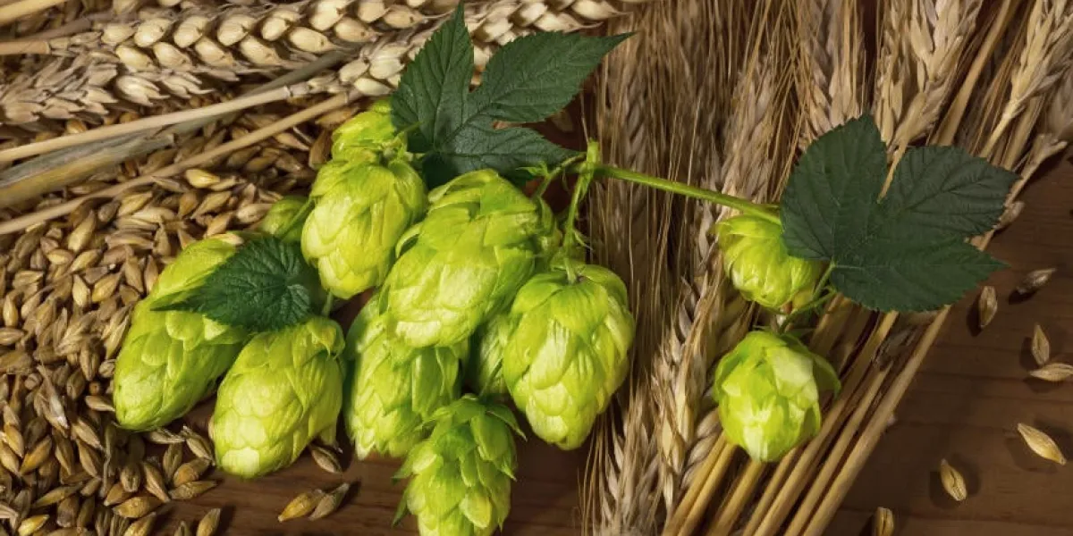 matière première pour la production de bière