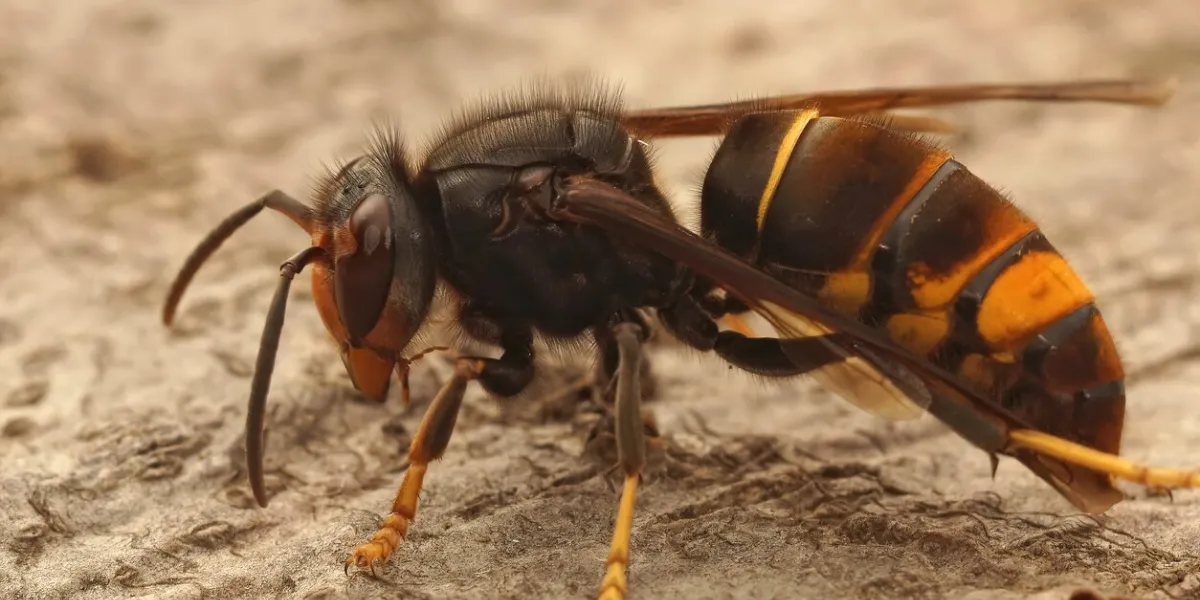 closeup on a worker asian long legged predatory hornet, vespa velutina sitting on a piece of wood in southern france