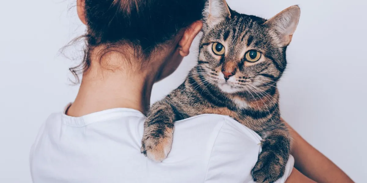 unrecognizable young woman holding her striped cat, which looking seriously owner hugging pet on white background