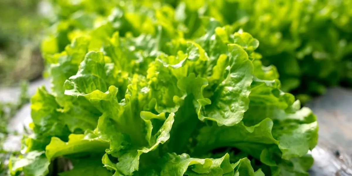 fresh lettuce in a hothouse - selective focus