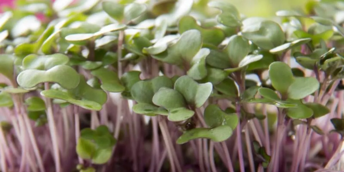 semis de germination biologique de cresson de jardin, frais et sain