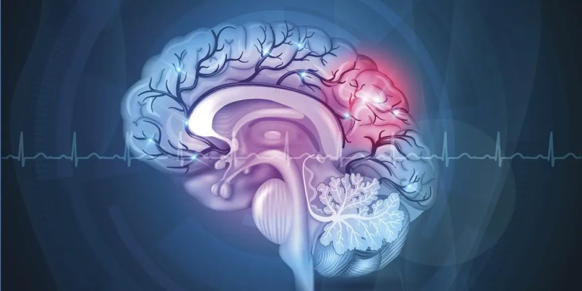 section transversale du cerveau, artères détaillées illustration fond bleu abstraite notion abstraite du traitement, cardiogramme à l'avant