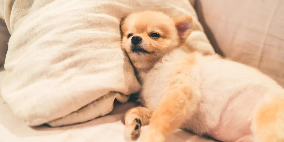 cute pomeranian dog sleeping on pillow on bed, with copy space