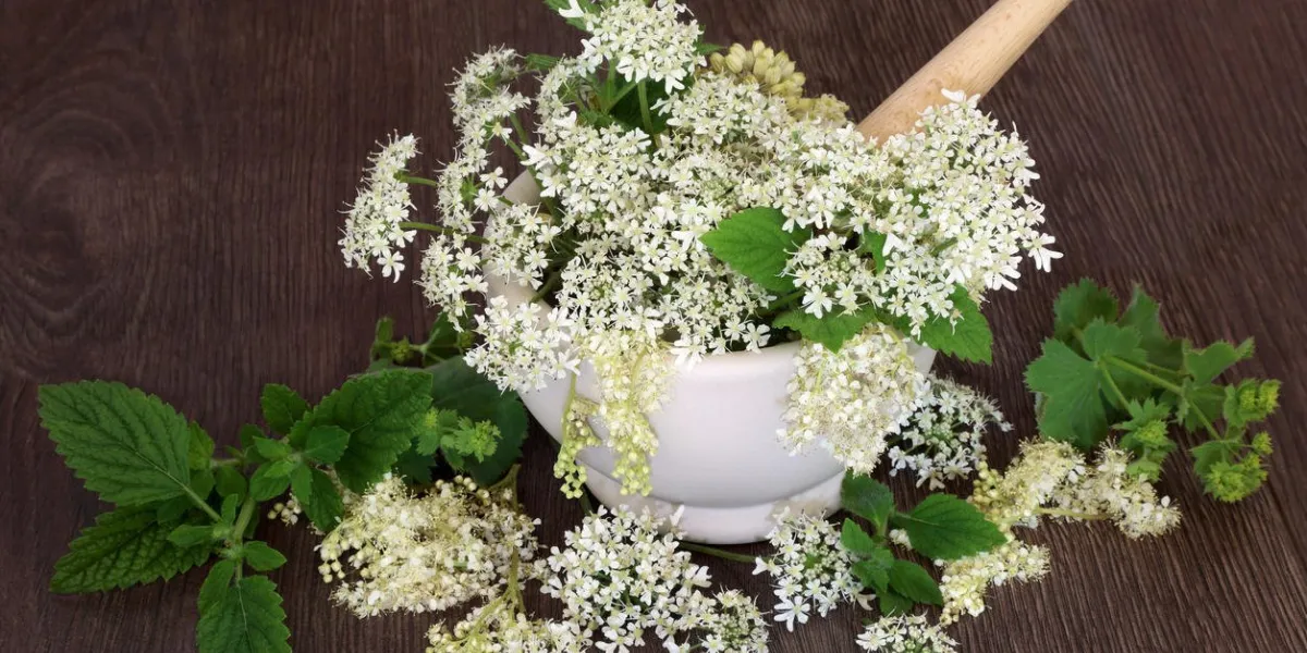 médecine naturelle des fleurs et des herbes avec reine des prés, reine des annes, manteau des dames, têtes de graines d'angélique et menthe avec mortier et pilon sur chêne