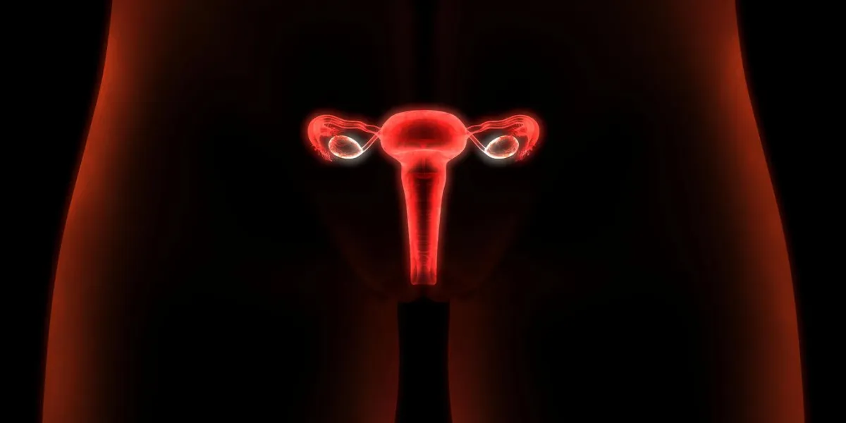 illustration 3d de l'anatomie du système reproducteur féminin