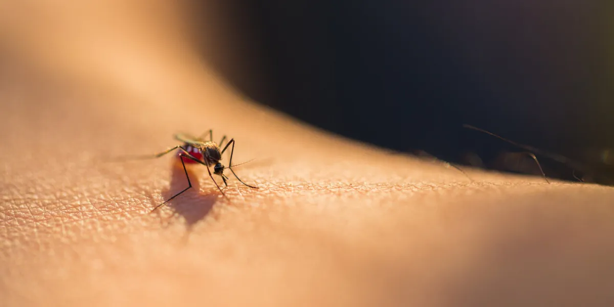 close up of a mosquito sucking blood, selective focus