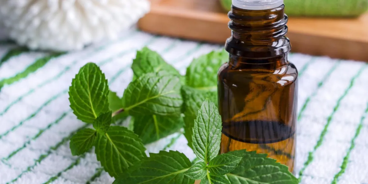 huile essentielle de menthe