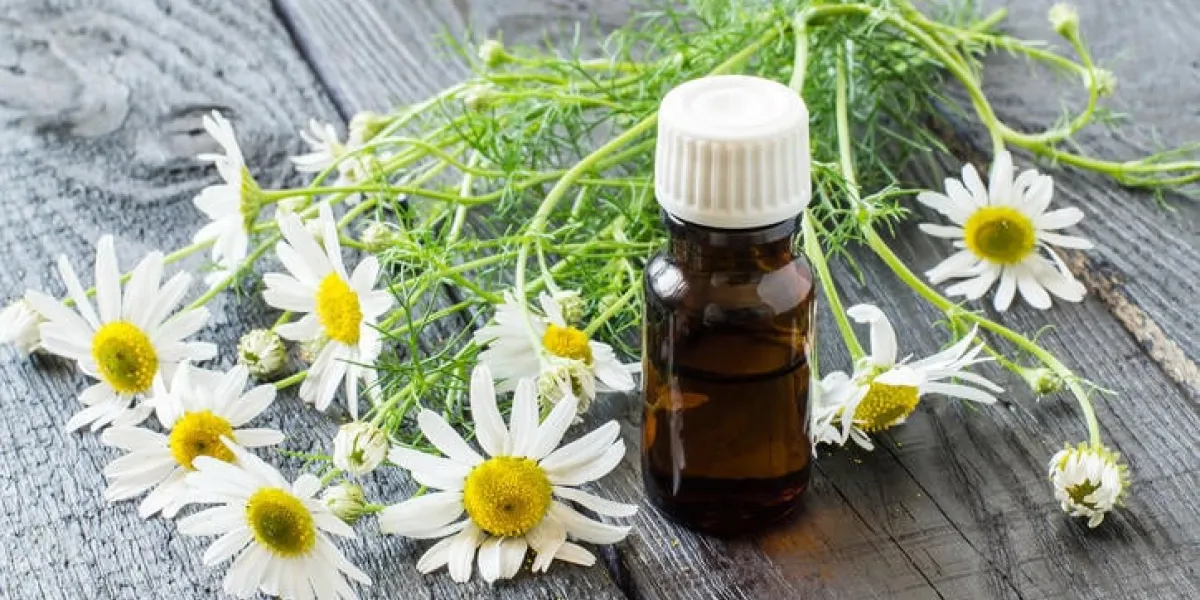 huile essentielle de camomille dans une bouteille pharmaceutique brune et des fleurs de camomille (matricaria chamomilla) sur une table en bois foncé mise au point sélective