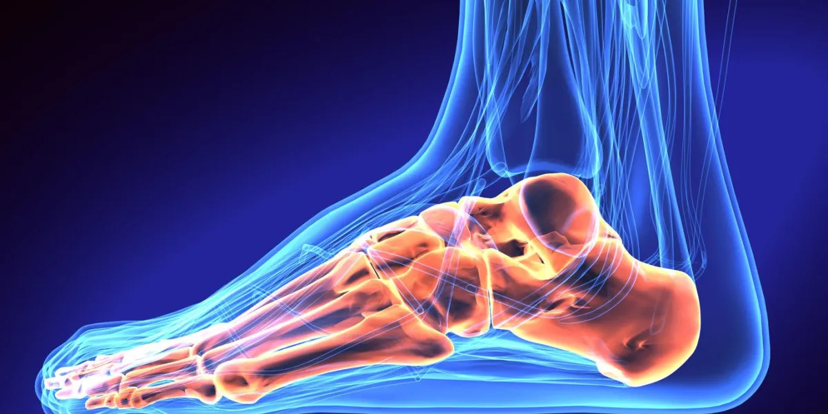 human foot anatomy illustration 3d render