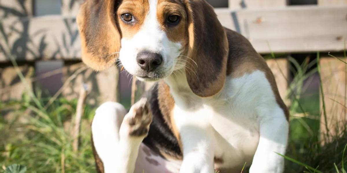 dog scratches himself (13 weeks)