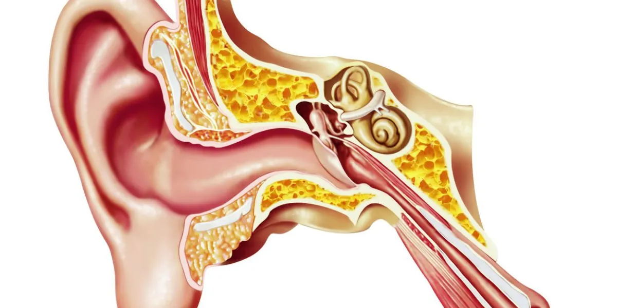 human ear cutaway diagram, anatomy illustration