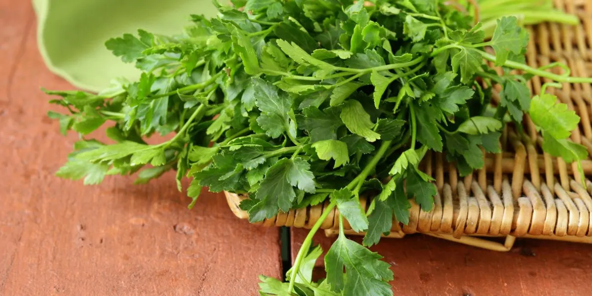 vert frais, persil organique sur la table en bois