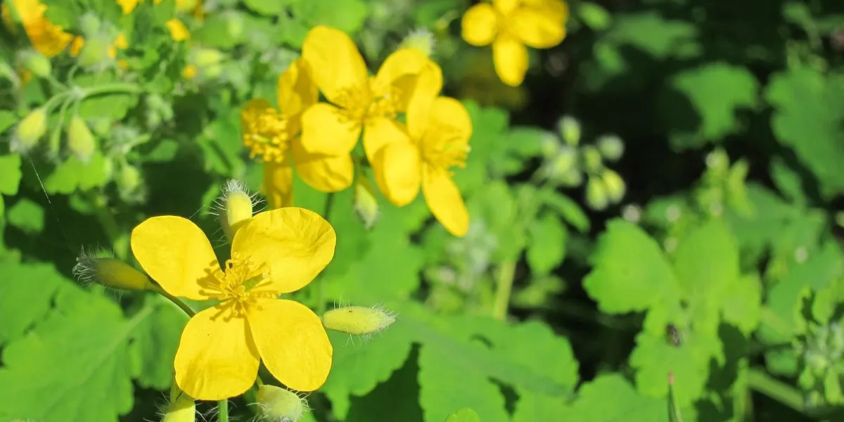 fleur de chélidoine