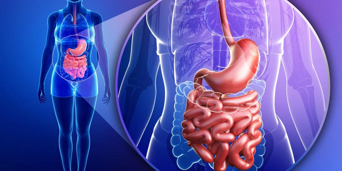 illustration de l'anatomie féminine de l'intestin grêle