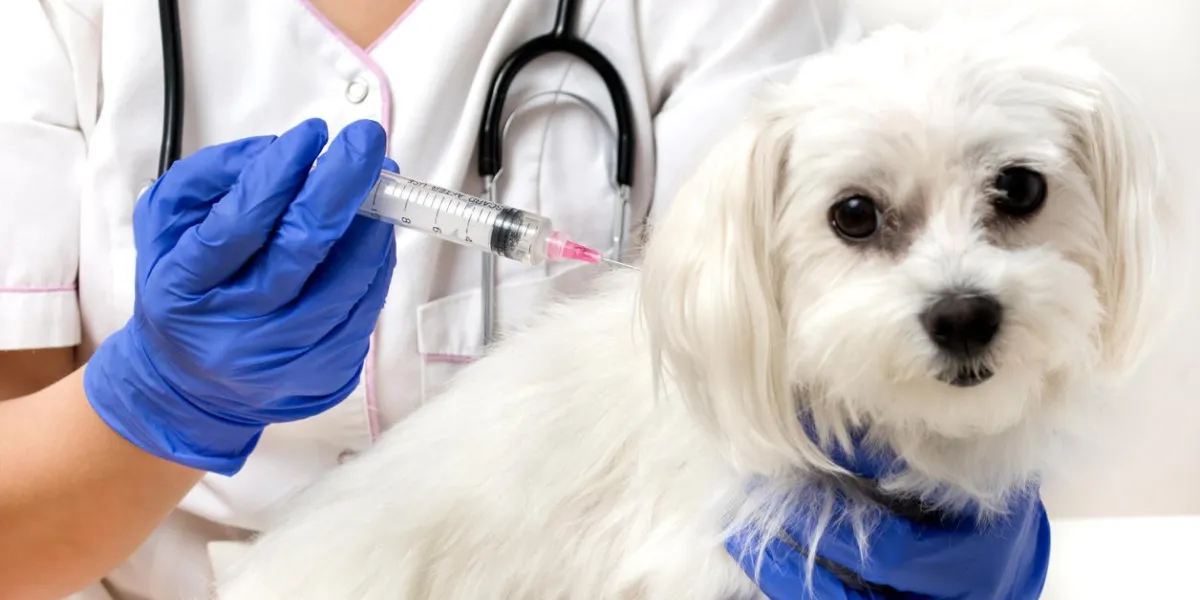 dog vaccinated by veterinarian