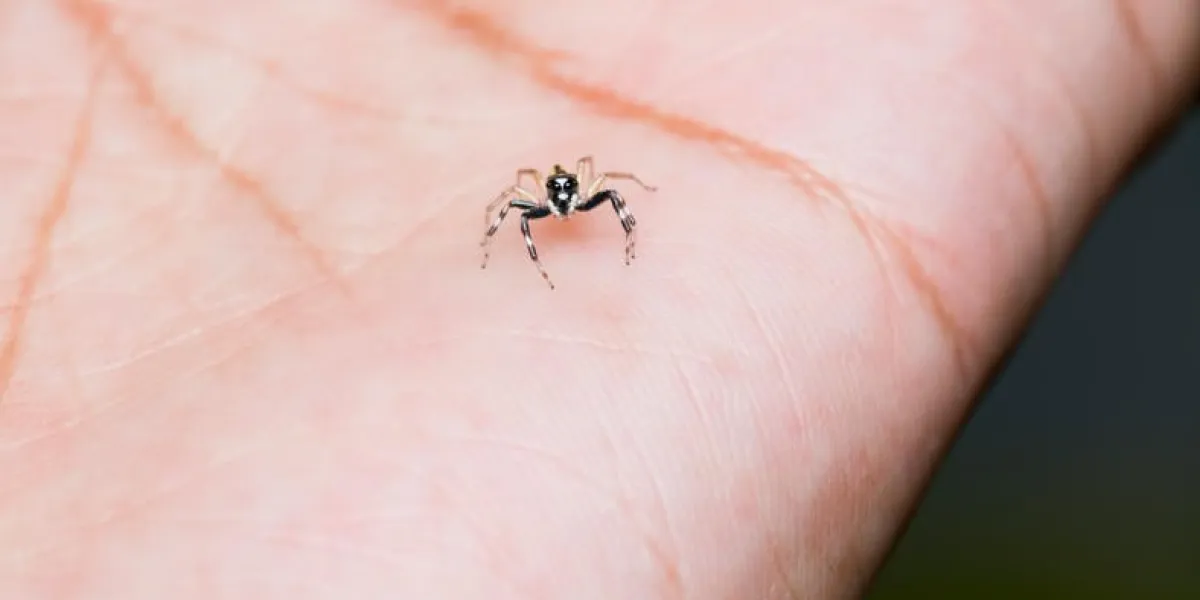 petite araignée sauteuse sur la peau humaine