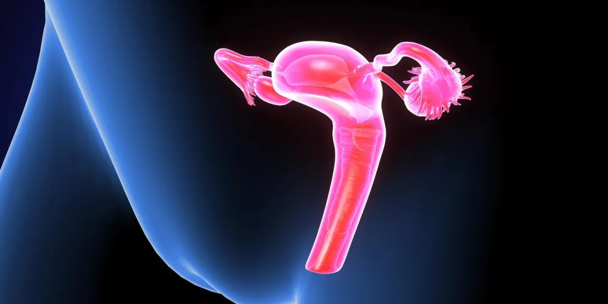 le système reproducteur ou le système génital est un système d'organes sexuels au sein d'un organisme qui travaillent ensemble à des fins de reproduction sexuée