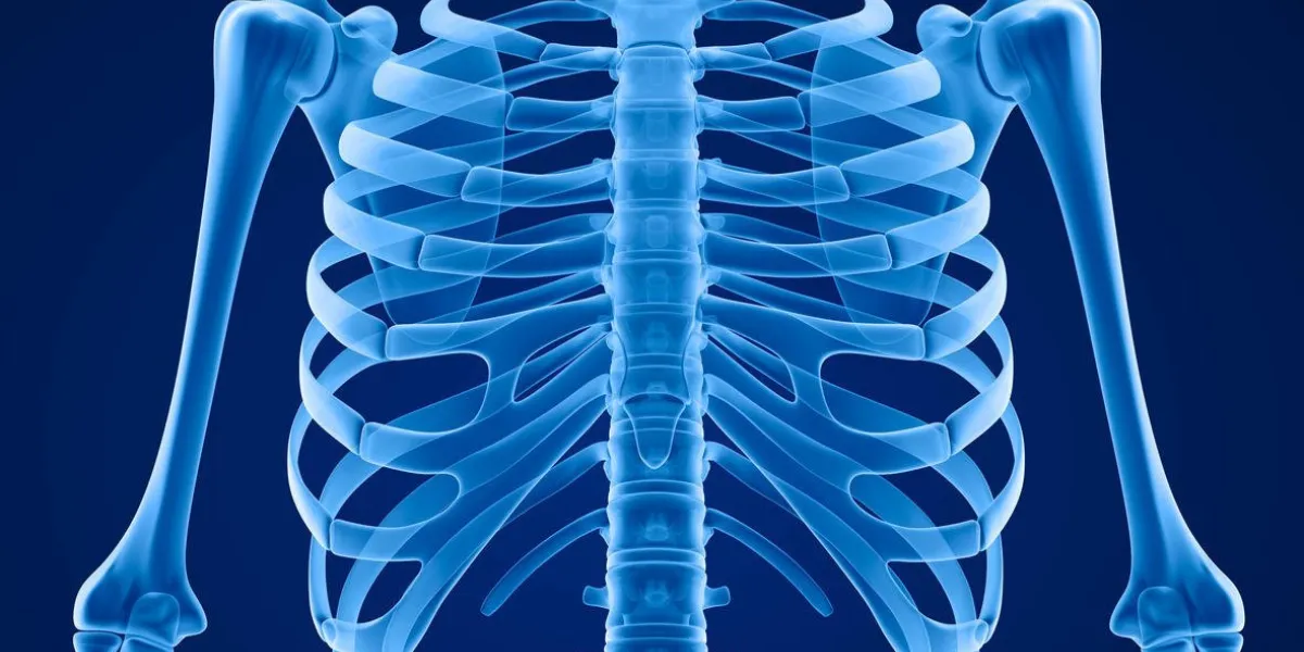 vue de face du thorax humain squelette humain médicalement précis illustration 3d
