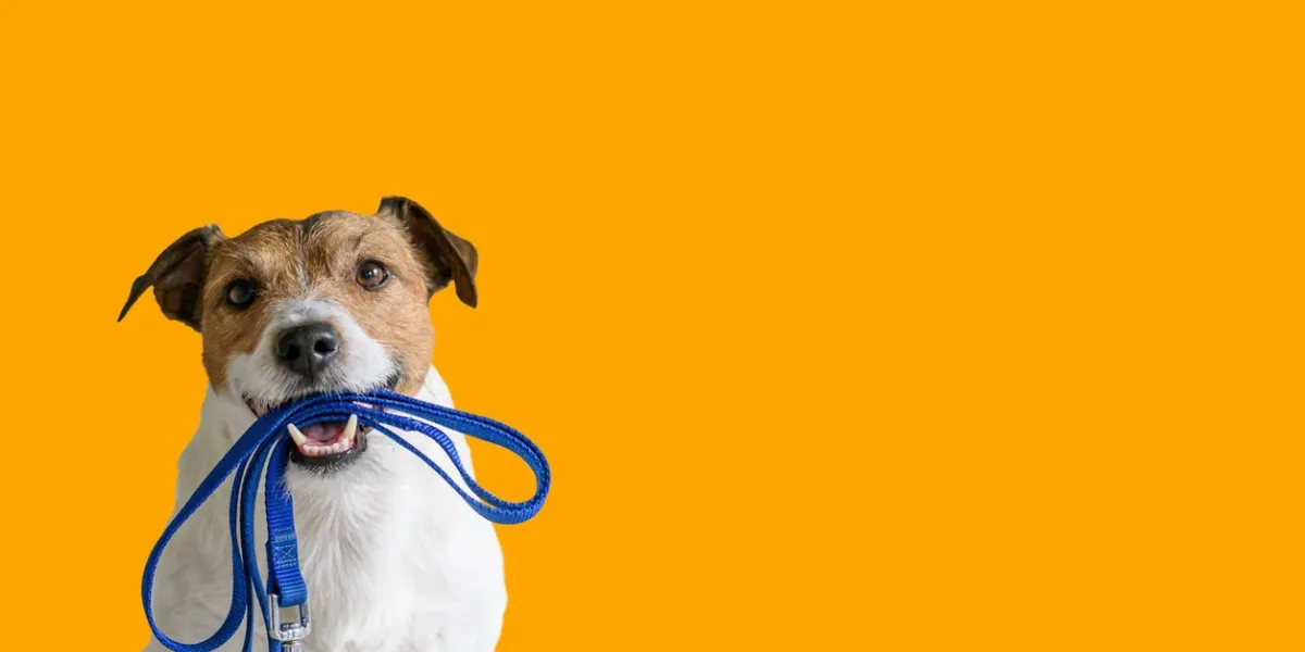 dog sitting concept with happy active dog holding pet leash in mouth ready to go for walk
