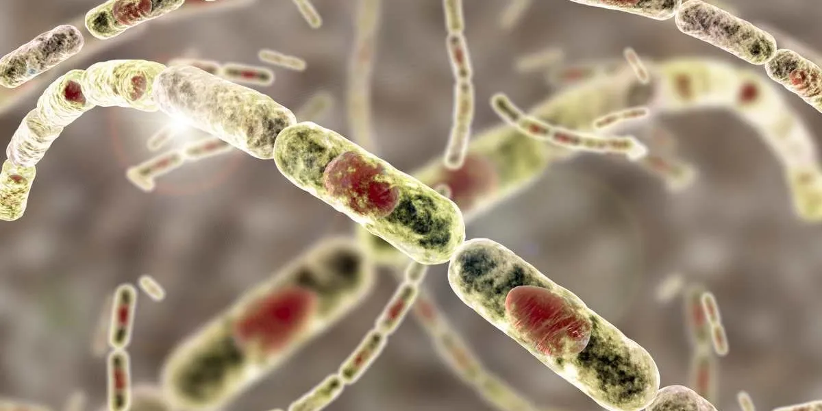 bacillus anthracis, gram-positive spore forming bacteria which cause anthrax and are used as biological weapon, 3d illustration