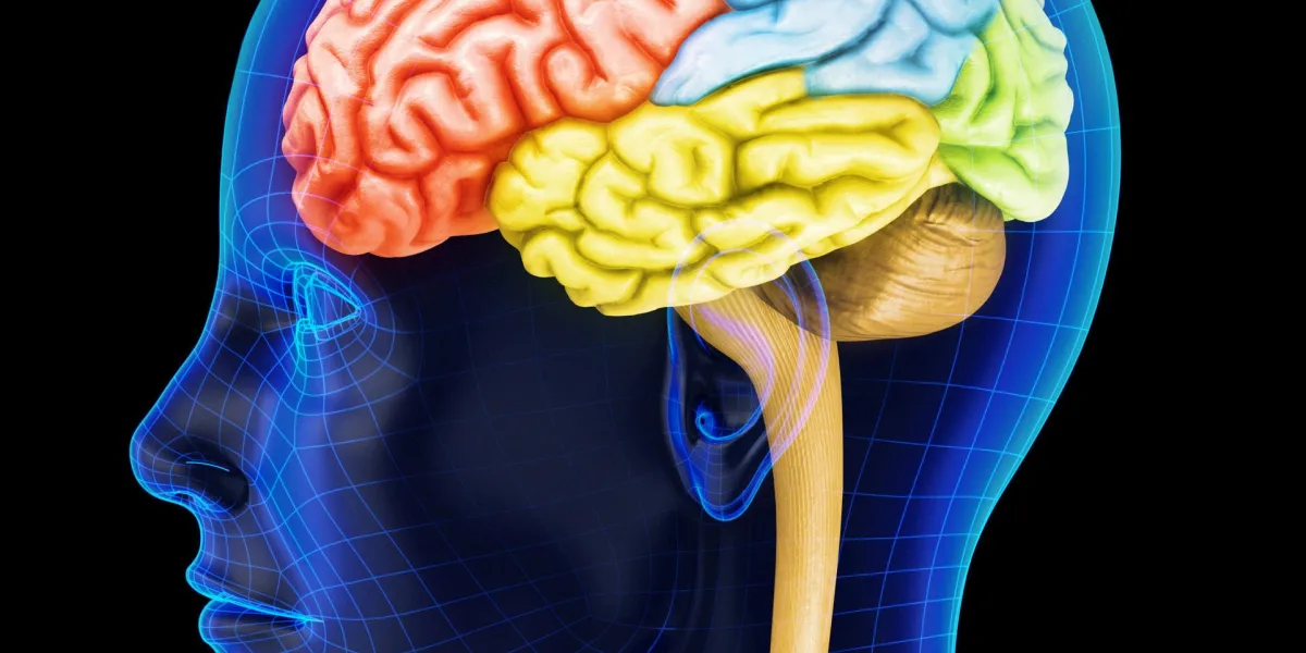 rendu 3d de très haute résolution d'un cerveau humain