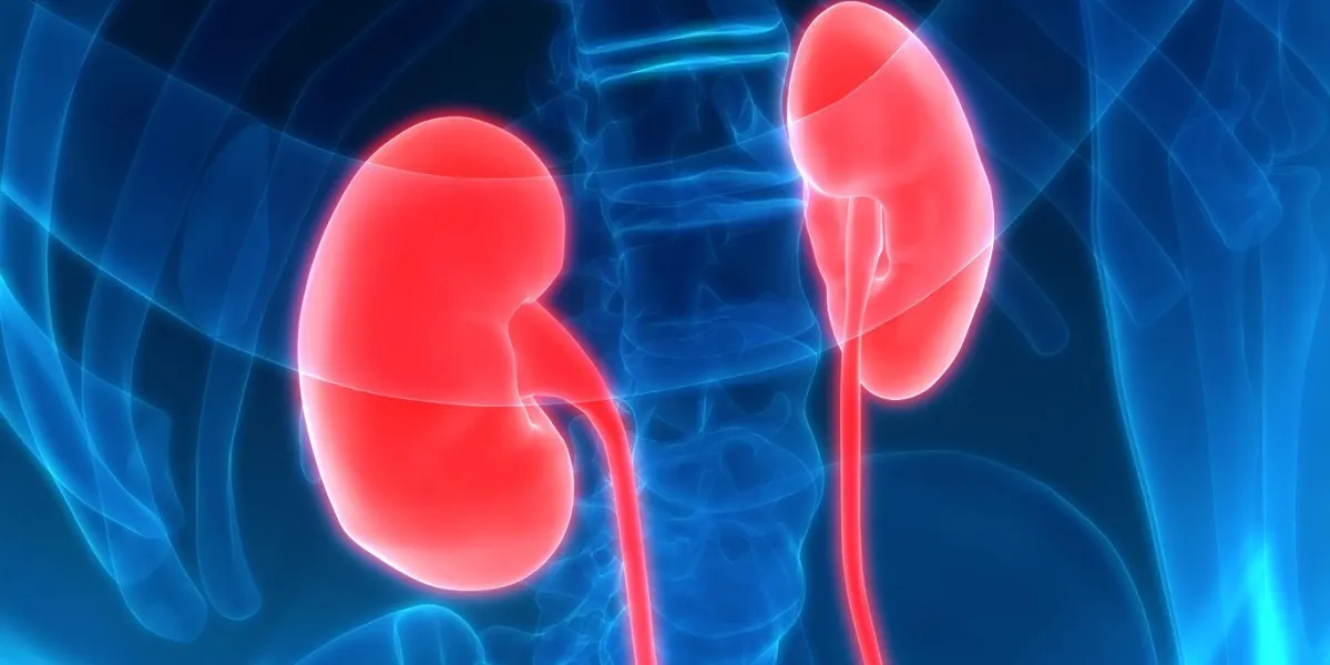 illustration 3d des organes du corps humain (reins)