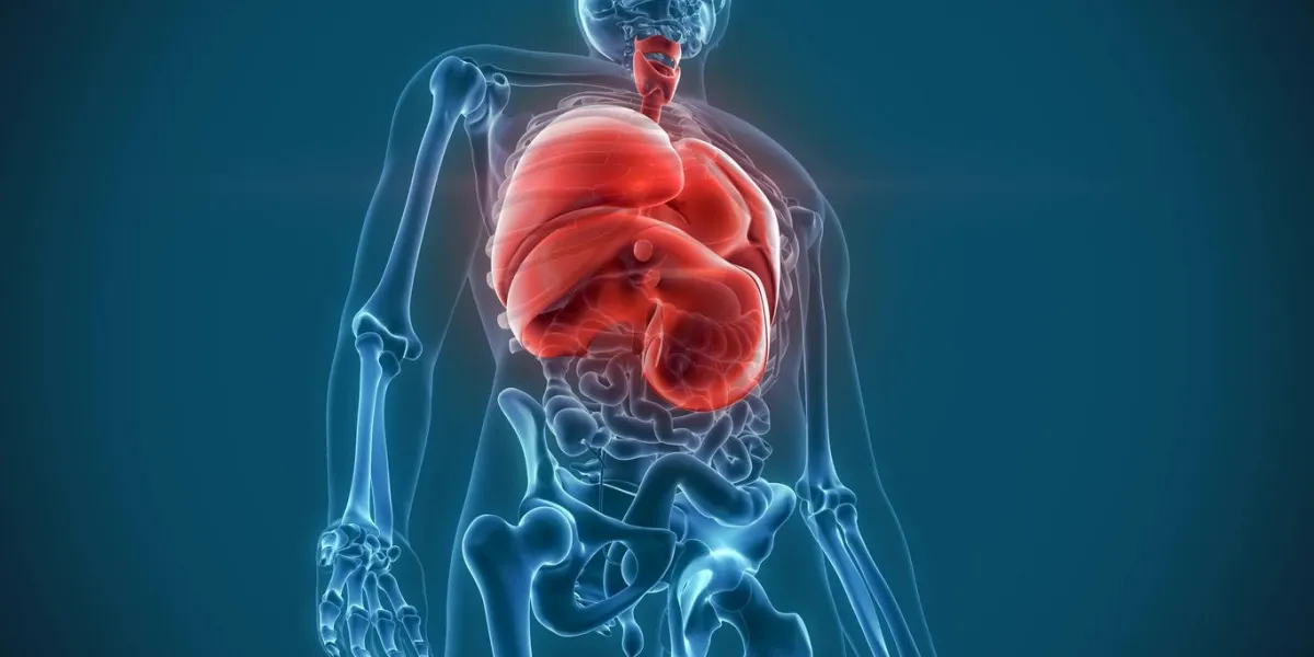 rendu 3d de internalorgans