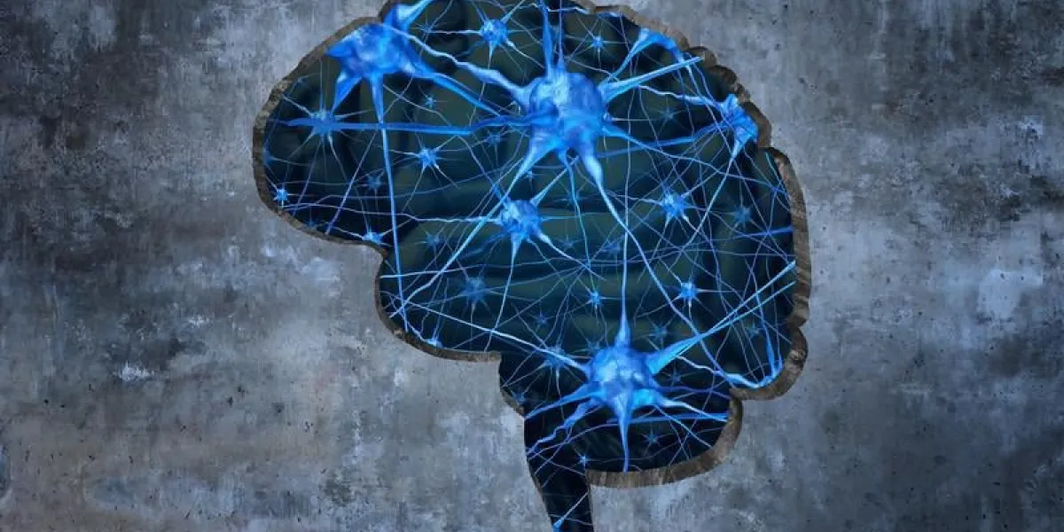 à l'intérieur de la neurologie humaine