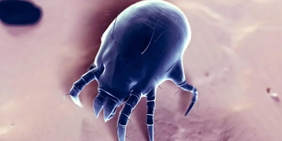 illustration médicale 3d - acarien de la poussière typique