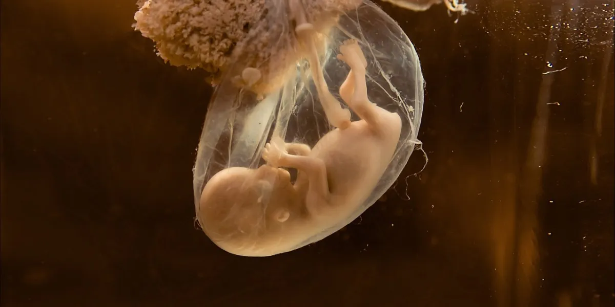 unborn human embryo model for education purpose