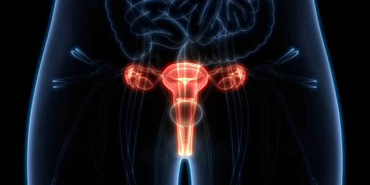 3d illustration of female reproductive system anatomy