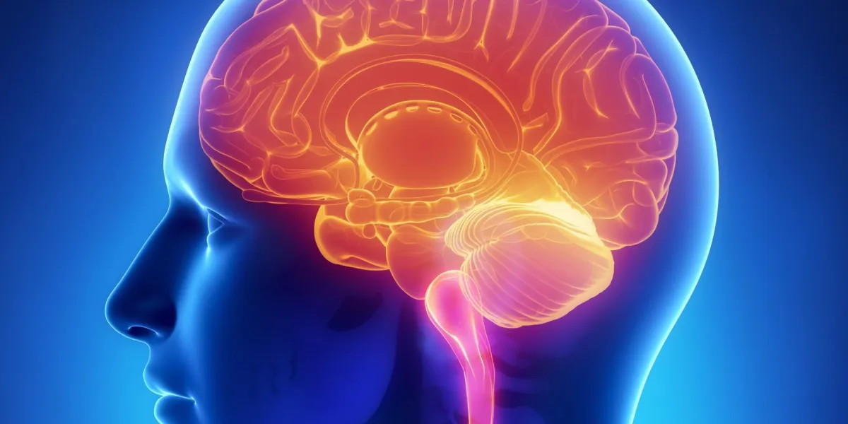 anatomie du cerveau - coupe transversale