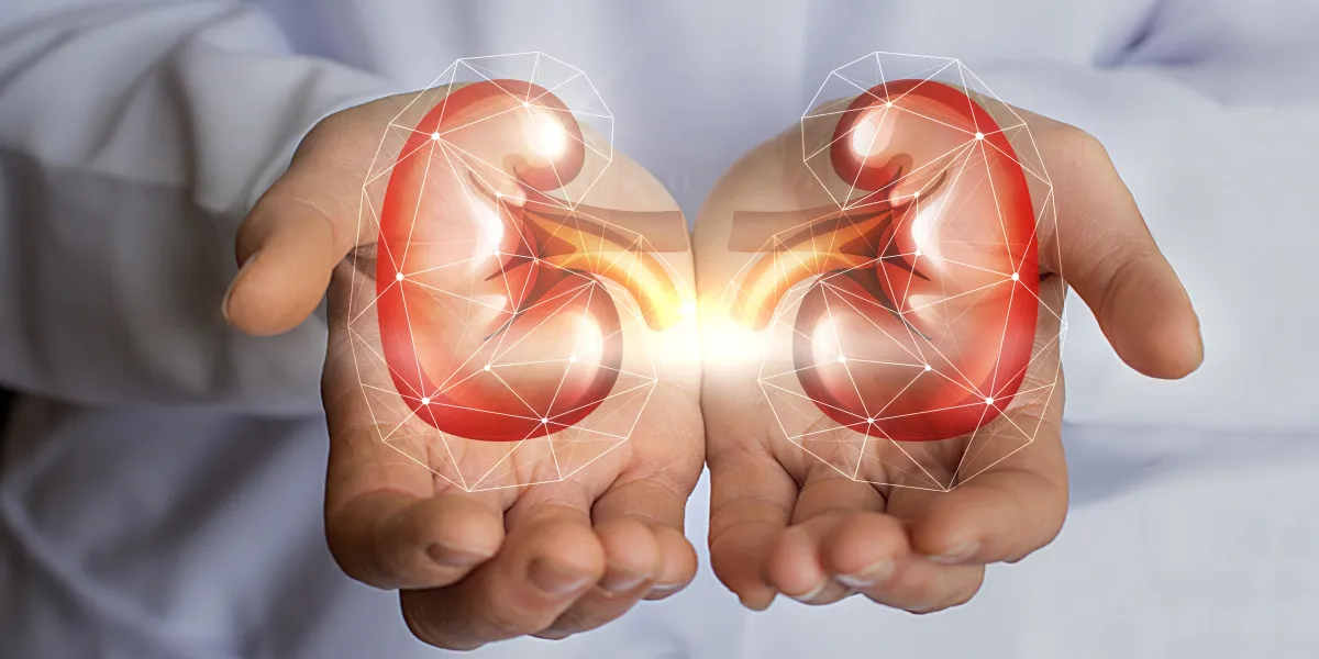 the doctor holds in his hands the kidney concept design