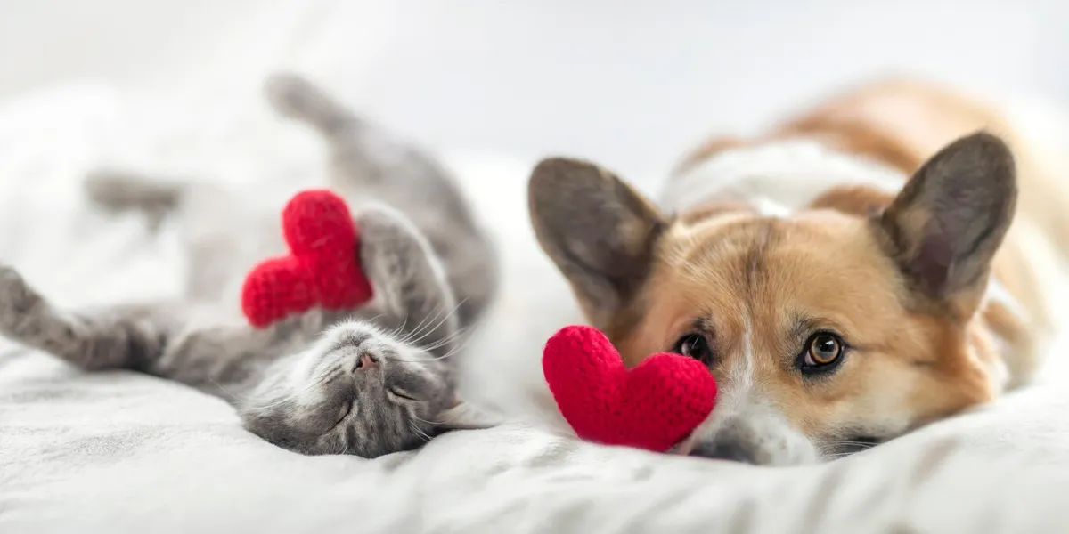 cute cat and corgi dog are lying on a white bed together surrounded by knitted red hearts