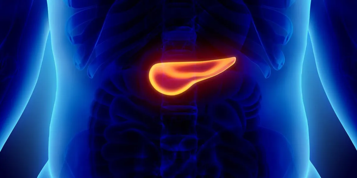 illustration 3d du pancréas - partie du système digestif, concept médical