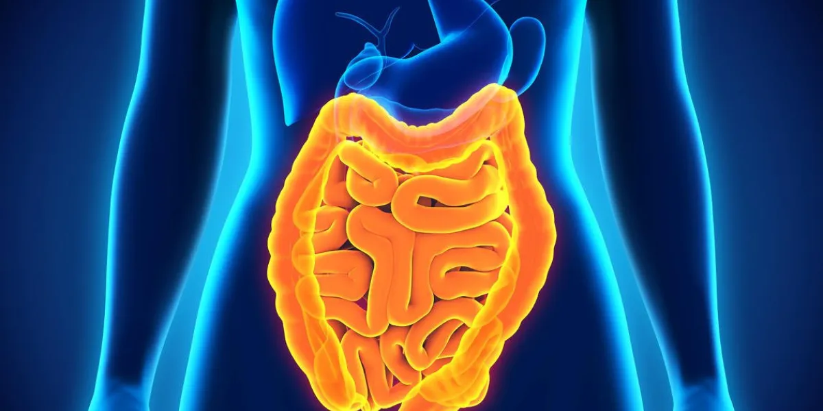 illustration de l'intestin humain illustration de l'anatomie 3d