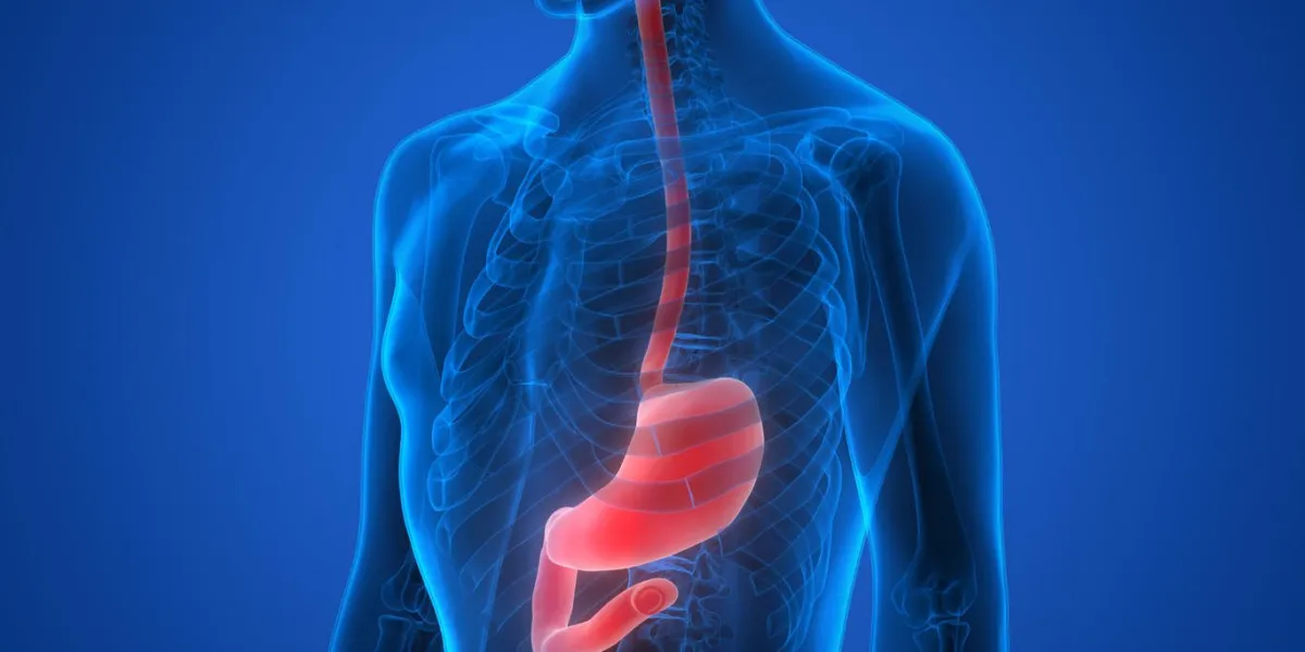illustration 3d des organes du corps humain (anatomie de l'estomac)