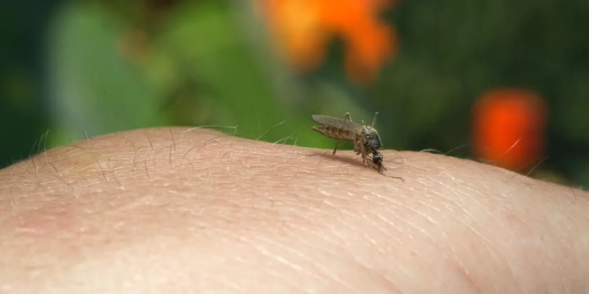 les moustiques sont une famille de petites mouches ressemblant à des cécidomyies, les culicidés, bien que quelques espèces soient inoffensives ou même utiles à l'humanité
