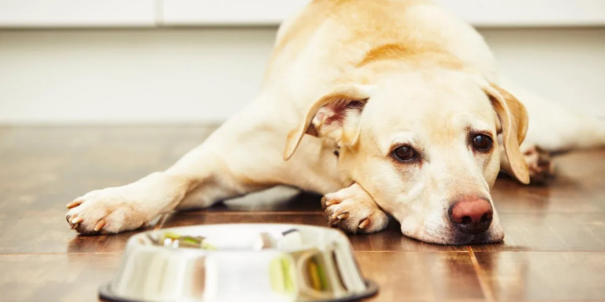 hungry labrador with empty bowl is waiting for feeding