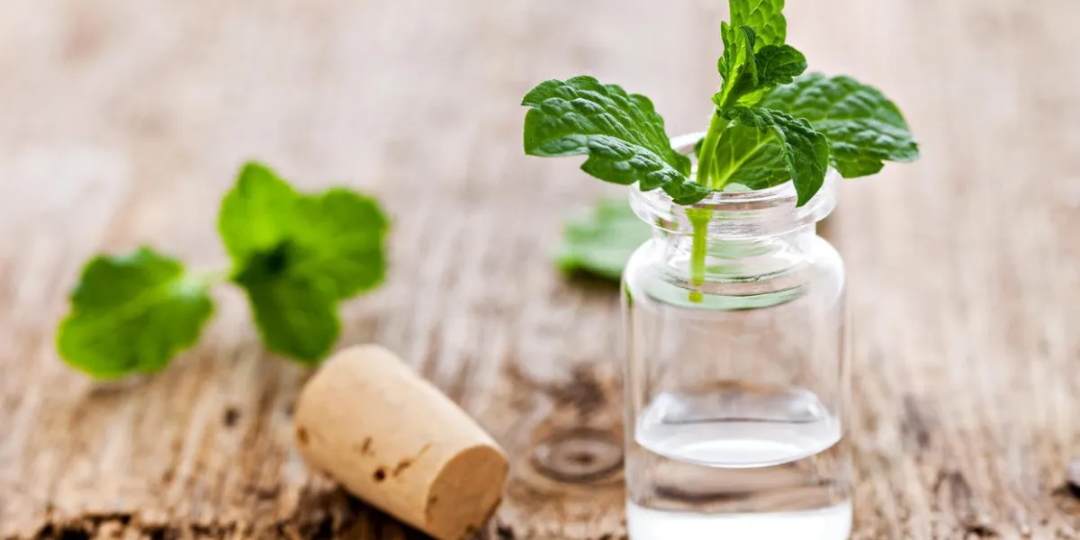 huile de menthe fraîche dans une bouteille