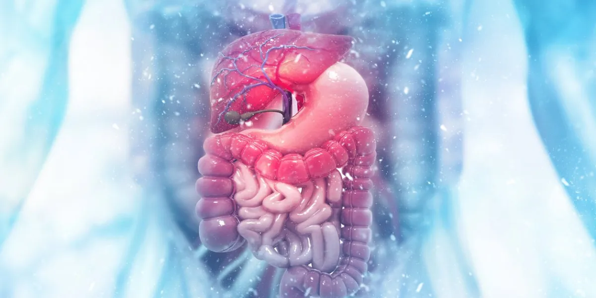 human digestive system on scientific background