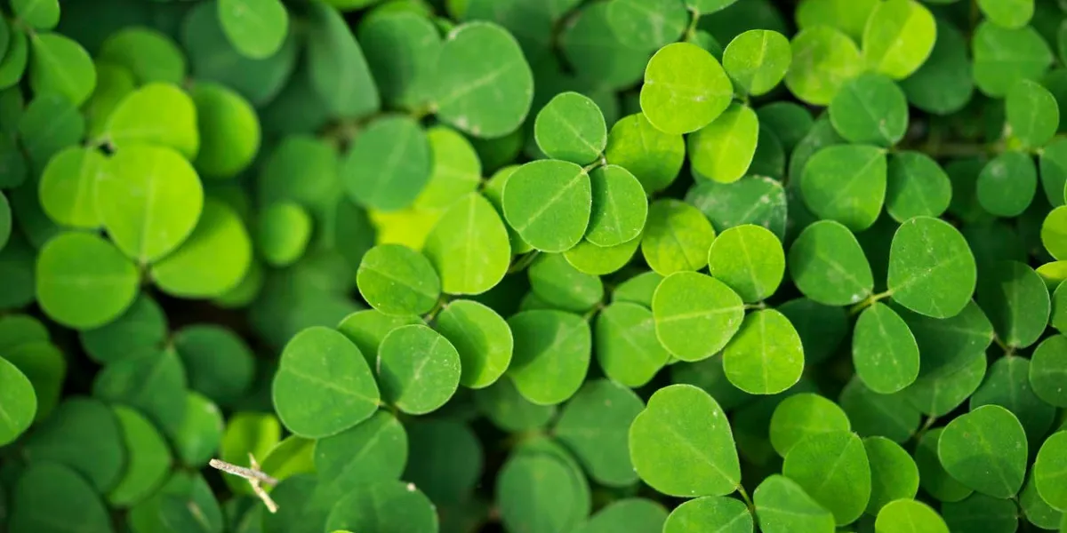desmodium triflorum, small green trees on the ground cover the soil does not dry important to the tree